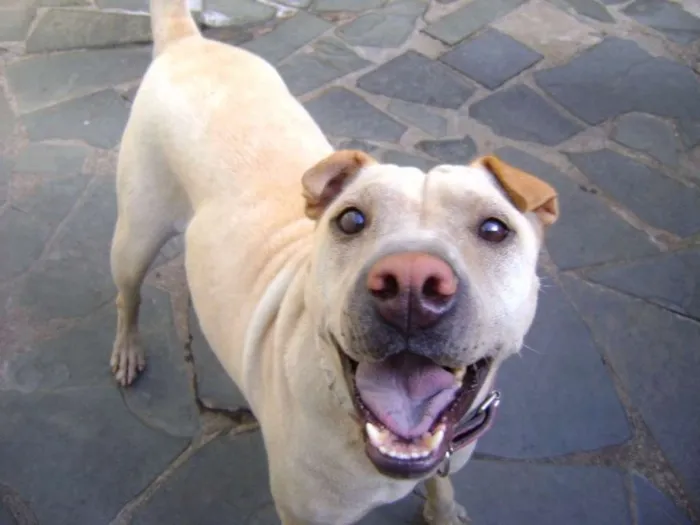 Cachorro raça Mestiça de Sharpei idade 5 anos nome Mel
