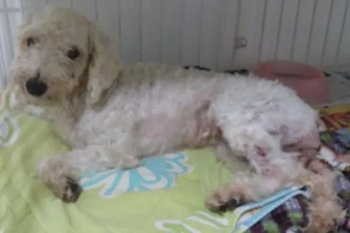 Cachorro ra a Poodle idade  nome Lili