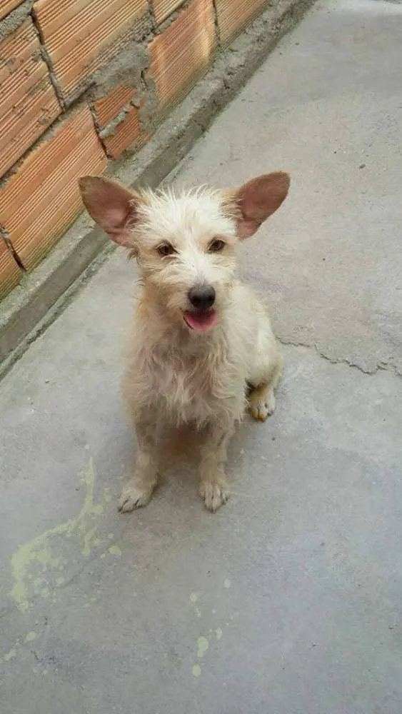 Cachorro raça SRD idade 2 anos nome Frida