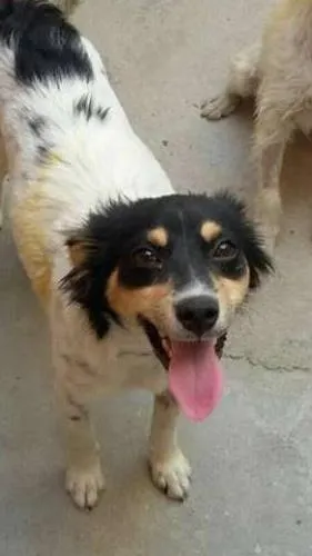 Cachorro raça Srd idade 1 ano nome Blondi
