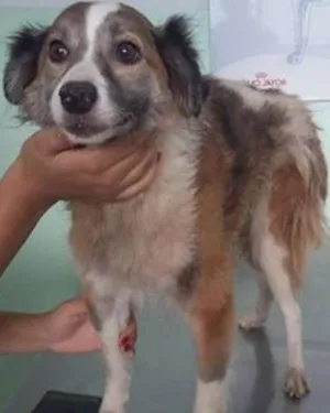 Cachorro raça SRD idade 1 ano nome Aika