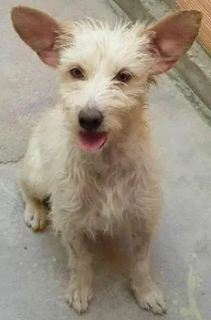 Cachorro raça SRD idade 2 anos nome Frida