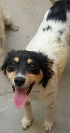 Cachorro raça Srd idade 1 ano nome Blondi