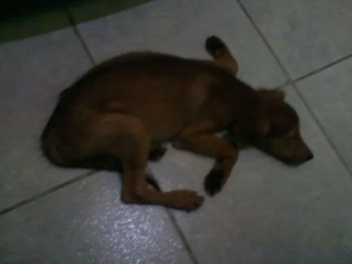 Cachorro ra a mistiço idade 2 a 6 meses nome toffer