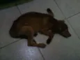 toffer