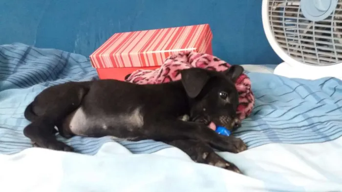 Cachorro ra a ND idade Abaixo de 2 meses nome RICHARD