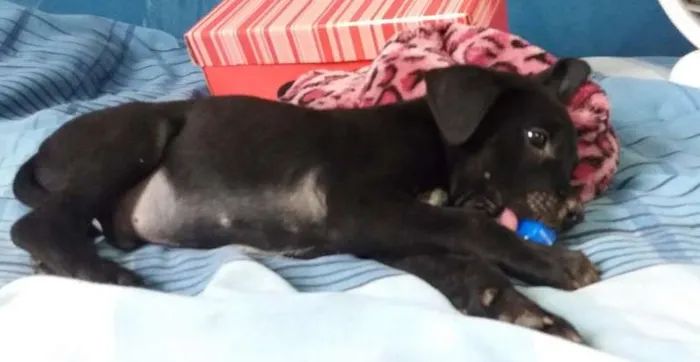 Cachorro ra a ND idade Abaixo de 2 meses nome RICHARD