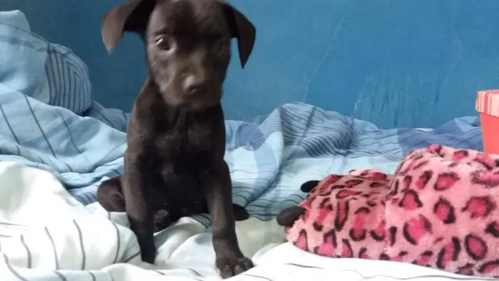 Cachorro ra a ND idade Abaixo de 2 meses nome POLARES