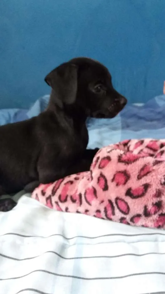 Cachorro ra a ND idade Abaixo de 2 meses nome POLARES