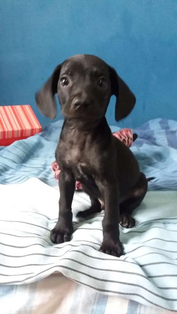 Cachorro ra a ND idade Abaixo de 2 meses nome MARTE