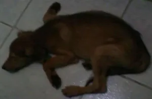 Cachorro raça mistiço idade 2 a 6 meses nome toffer