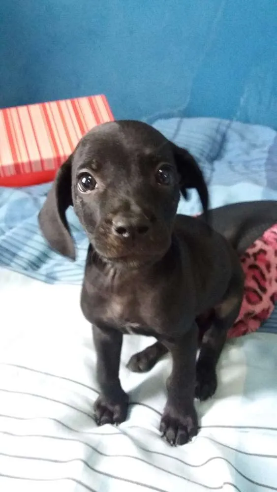 Cachorro ra a ND idade Abaixo de 2 meses nome MARTE