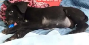 Cachorro raça ND idade Abaixo de 2 meses nome RICHARD