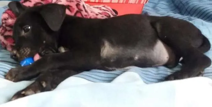 Cachorro ra a ND idade Abaixo de 2 meses nome RICHARD