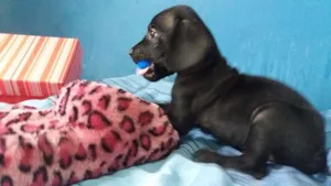 Cachorro raça ND idade Abaixo de 2 meses nome MARTE