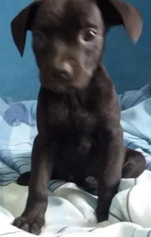 Cachorro raça ND idade Abaixo de 2 meses nome POLARES