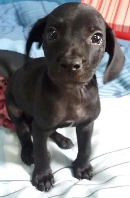 Cachorro ra a ND idade Abaixo de 2 meses nome MARTE