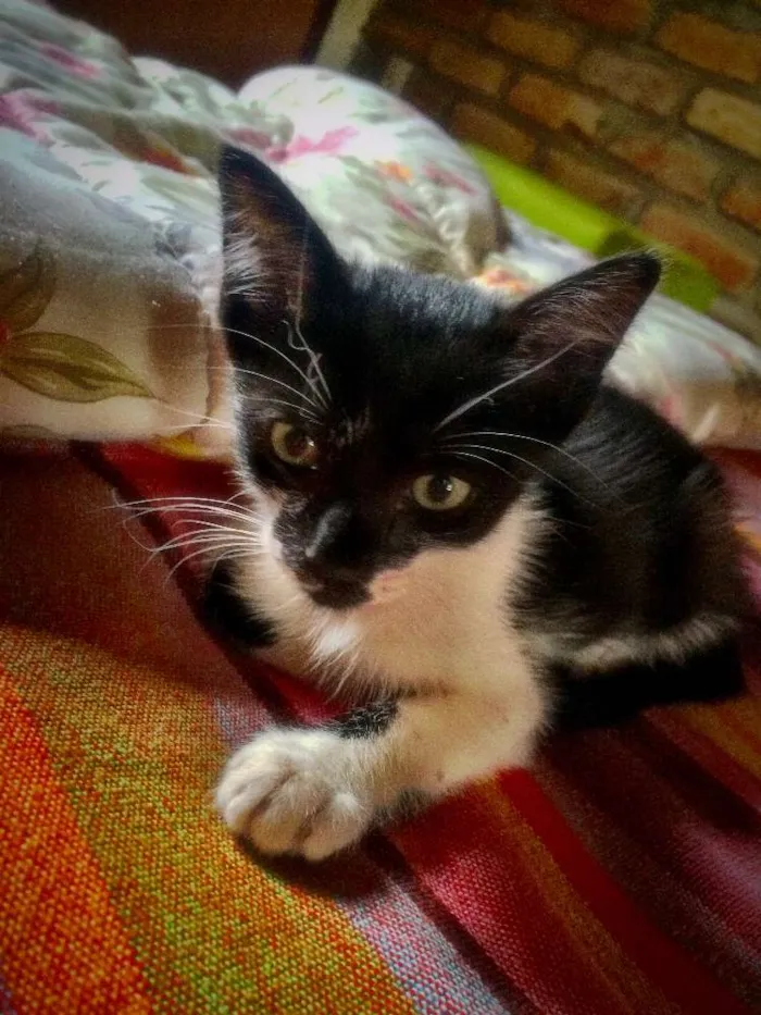 Gato ra a SRD idade Abaixo de 2 meses nome Mister Pulguinha