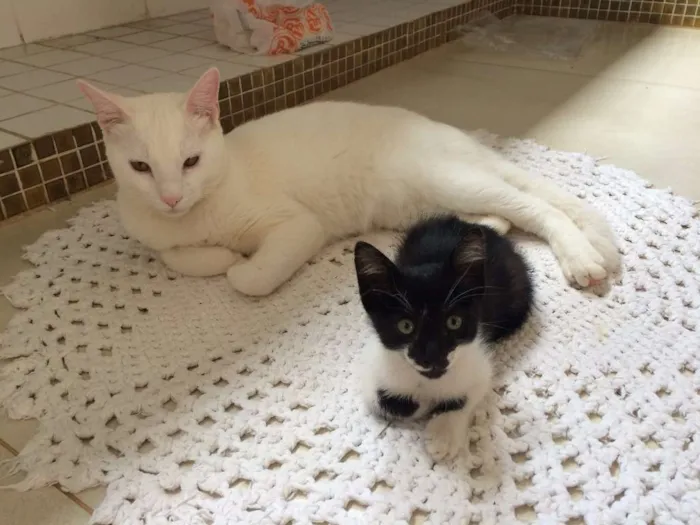 Gato ra a SRD idade Abaixo de 2 meses nome Mister Pulguinha