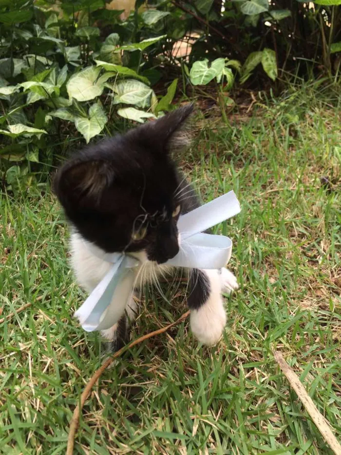 Gato ra a SRD idade Abaixo de 2 meses nome Mister Pulguinha