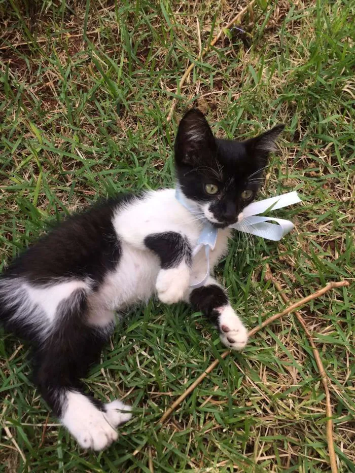 Gato ra a SRD idade Abaixo de 2 meses nome Mister Pulguinha