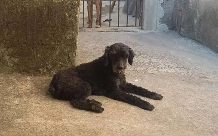 Cachorro raça poodle idade 6 ou mais anos nome Cris