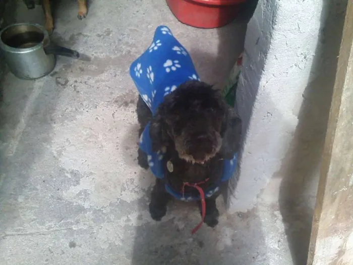 Cachorro raça poodle idade 6 ou mais anos nome Cris