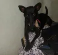 Davi