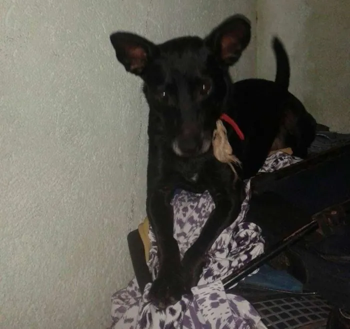 Cachorro ra a SRD idade 4 anos nome Davi