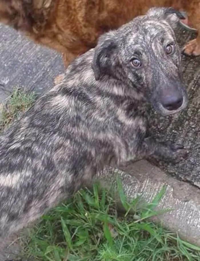 Cachorro ra a SRD idade 7 a 11 meses nome Malhado (filhote)