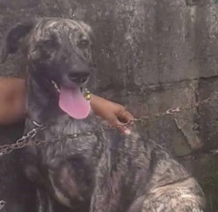 Cachorro ra a SRD idade 7 a 11 meses nome Malhado (filhote)
