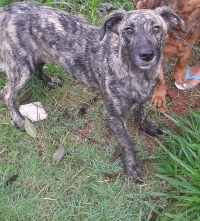 Cachorro ra a SRD idade 7 a 11 meses nome Malhado (filhote)