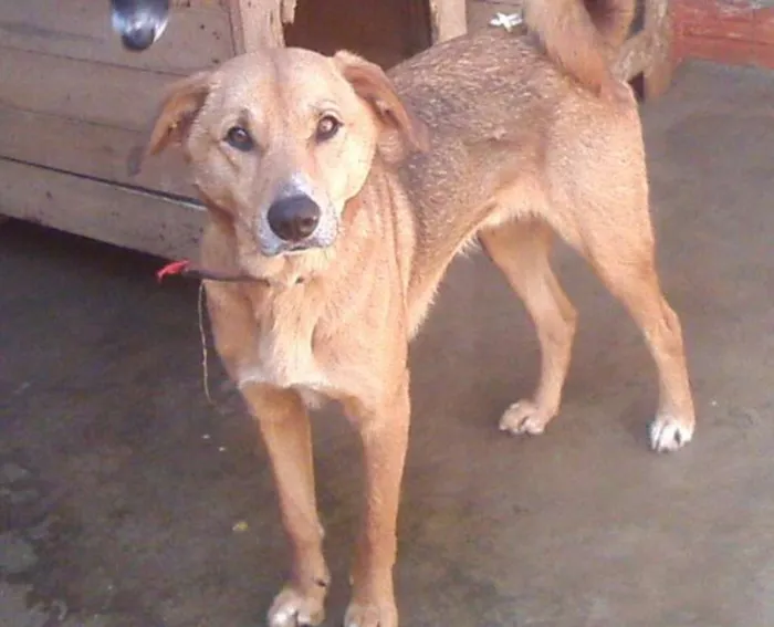 Cachorro ra a SRD idade 1 ano nome Gigante