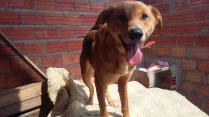 Cachorro ra a SRD idade 1 ano nome Gigante
