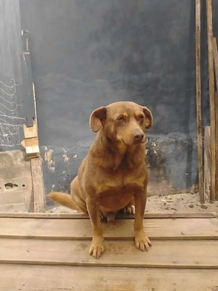 Cachorro ra a SRD idade 4 anos nome Marrone