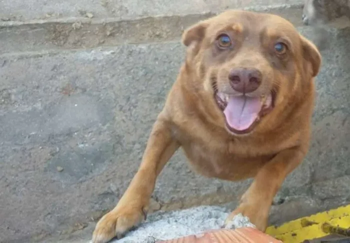 Cachorro ra a SRD idade 4 anos nome Marrone