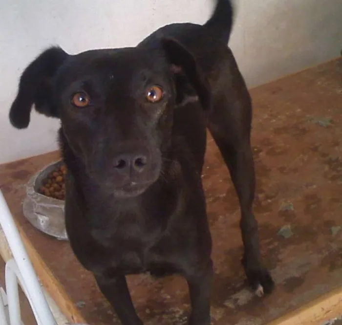 Cachorro ra a SRD idade 2 anos nome Nega