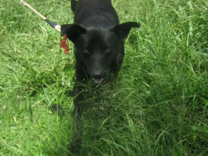 Cachorro raça SRD idade 4 anos nome Neguinho