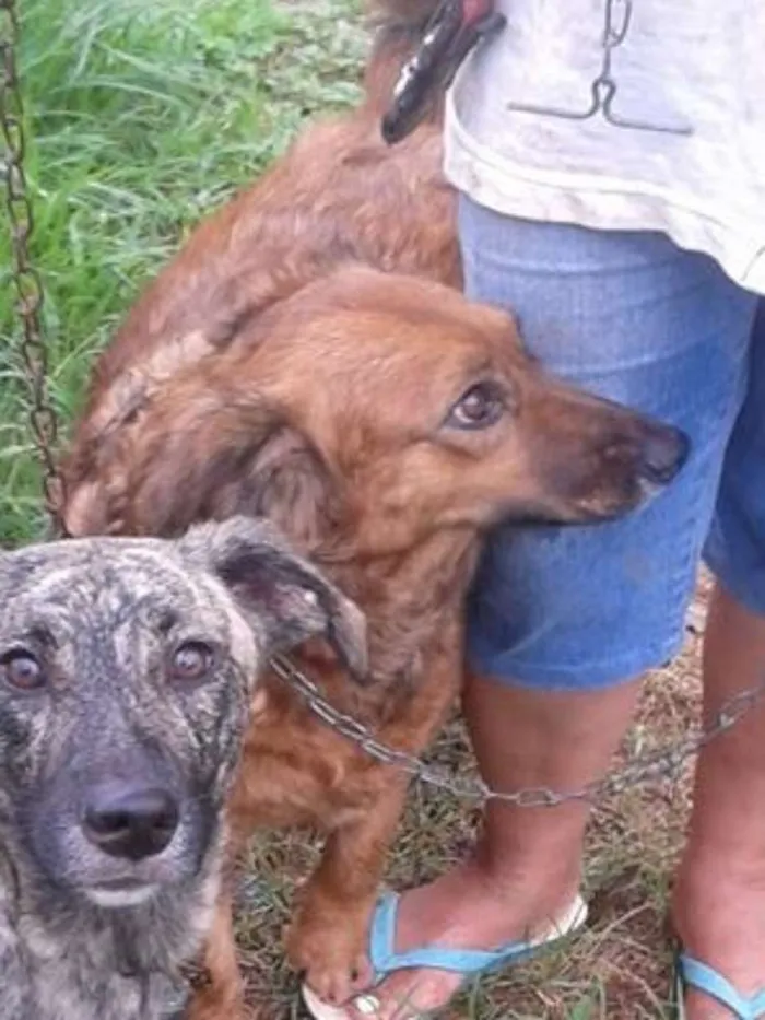 Cachorro raça SRD idade 4 anos nome Barbara