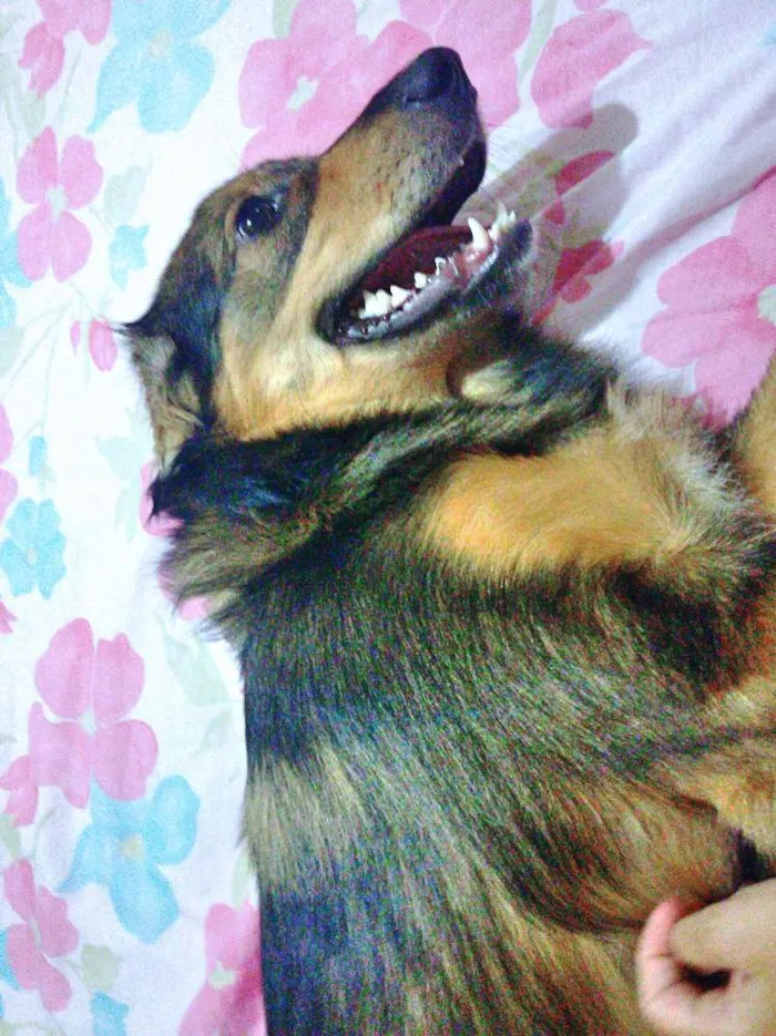 Cachorro ra a Srd idade 7 a 11 meses nome Jony 