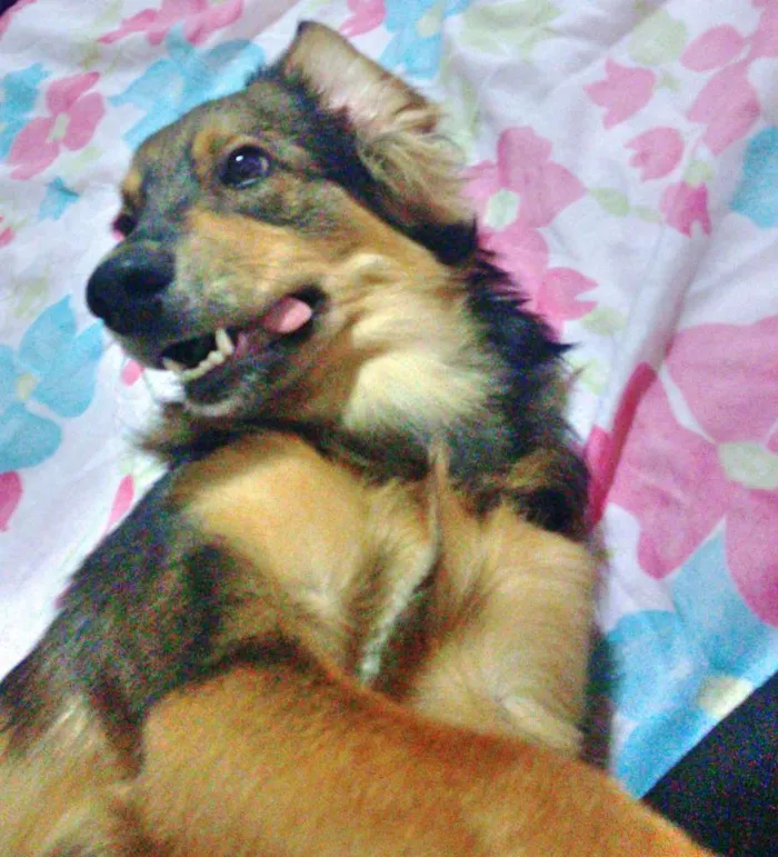 Cachorro ra a Srd idade 7 a 11 meses nome Jony 