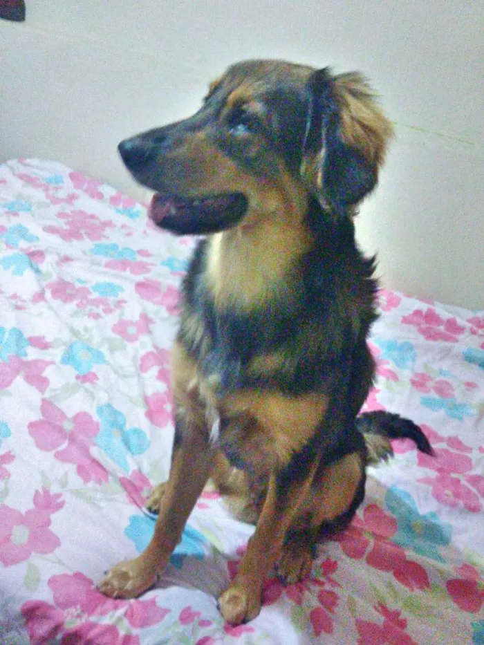 Cachorro ra a Srd idade 7 a 11 meses nome Jony 