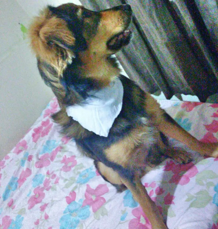 Cachorro ra a Srd idade 7 a 11 meses nome Jony 