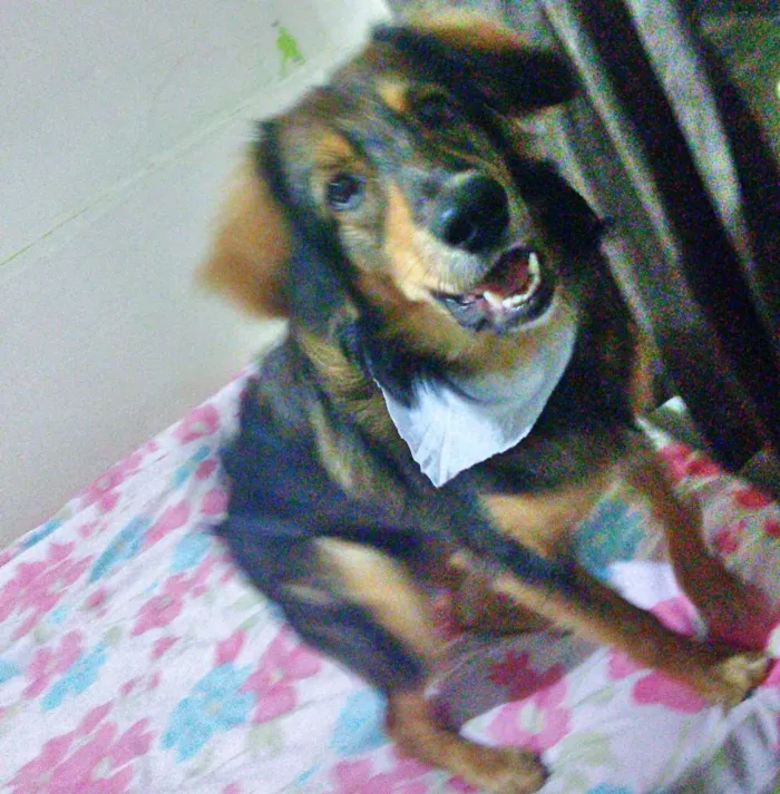 Cachorro ra a Srd idade 7 a 11 meses nome Jony 