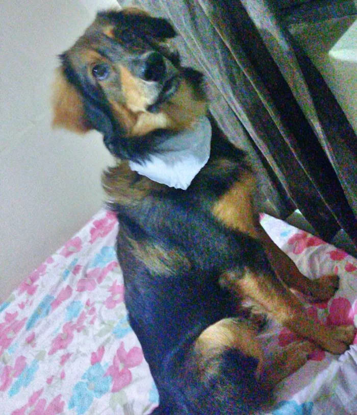 Cachorro ra a Srd idade 7 a 11 meses nome Jony 