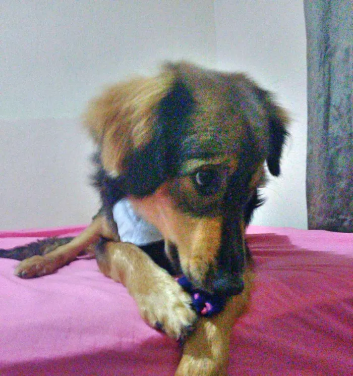 Cachorro ra a Srd idade 7 a 11 meses nome Jony 