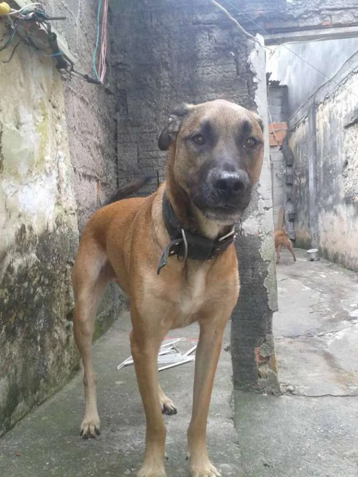 Cachorro raça SRD idade 1 ano nome Skub