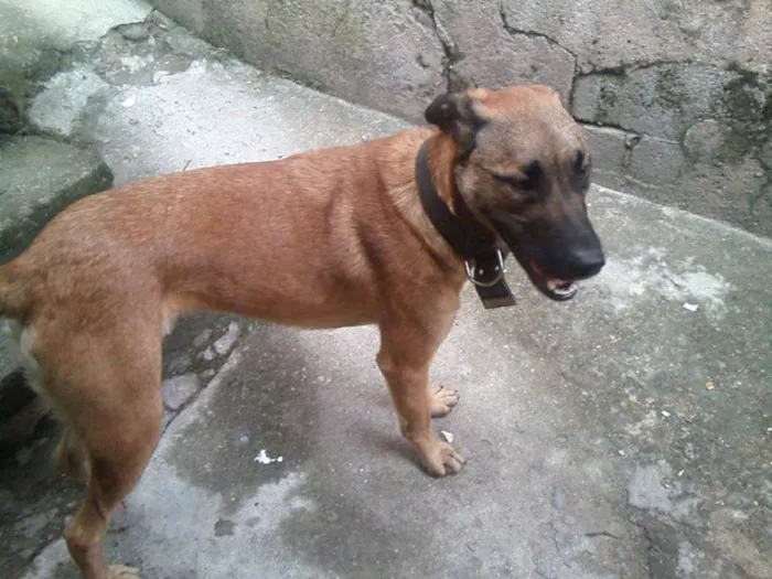 Cachorro raça SRD idade 1 ano nome Skub