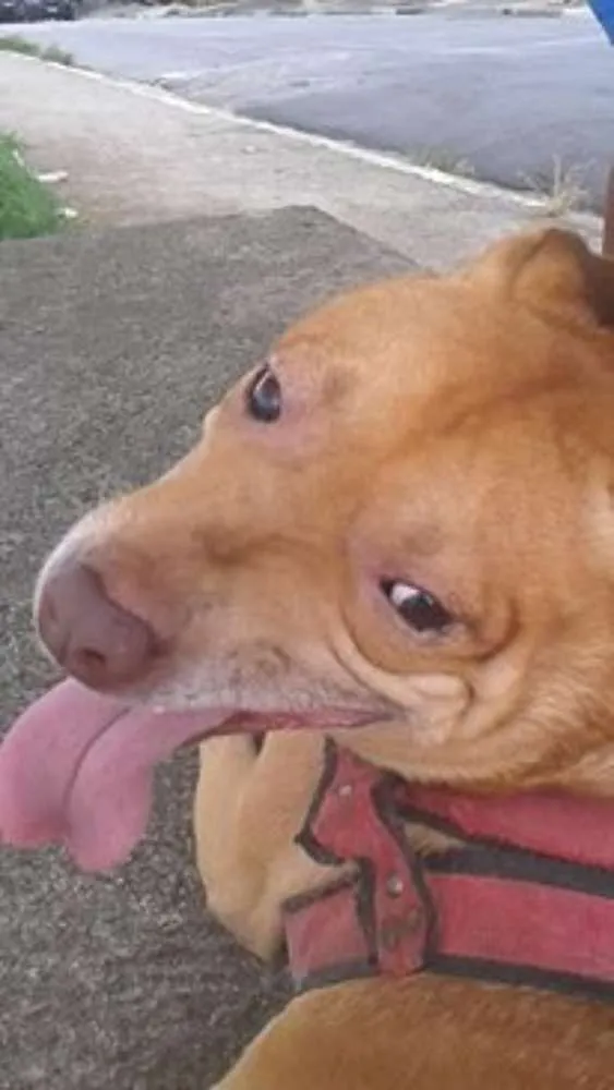 Cachorro ra a mestiço pit bull idade 5 anos nome Thor