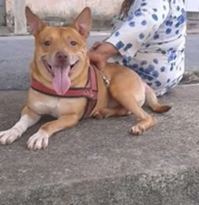 Cachorro ra a mestiço pit bull idade 5 anos nome Thor